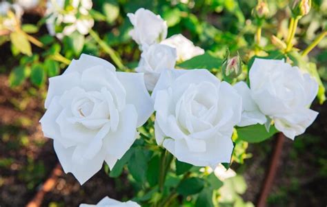 Premium Photo | Beautiful white roses in a garden.