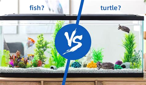 Can You Keep Small Fish in a Big Aquarium: Tips and Considerations ...