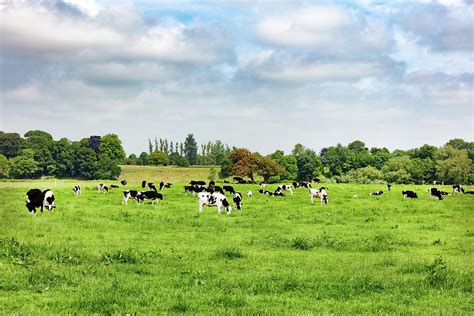 Dairy Cows Grazing