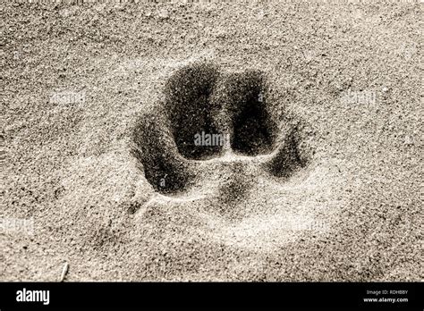 Dog paw print in the sand Stock Photo - Alamy