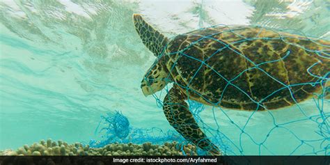 Plastic Pollution In Ocean Is Deadly Kills Thousands Of Marine Turtles