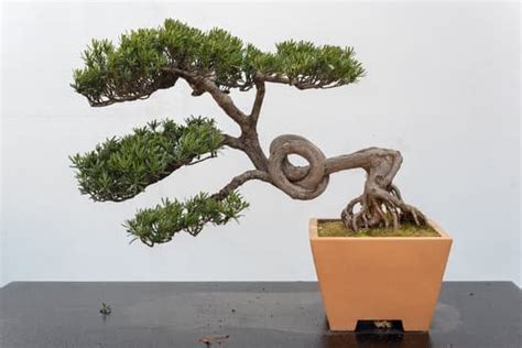 Come Curare Un Bonsai E Quando Travasarlo Mondo Bonsai