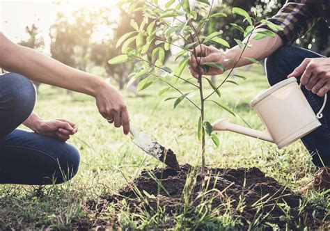 Plantation D Un Arbuste Arbre Et Rosier Les Conseils Pour R Ussir