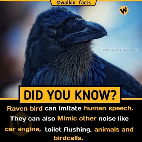 Facts About Animals And Birds