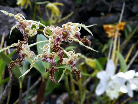 Orchid Gardens at Garden of the Sleeping Giant