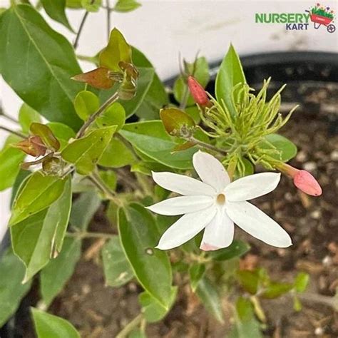 Flowering Plants Juhi Jasminum Auriculatum Flower Plant Manufacturer