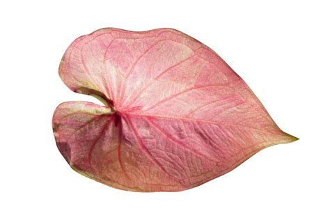 Free Beautiful Caladium Bicolor Leaves 20943610 PNG With Transparent