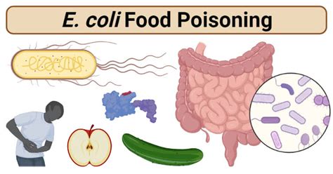 E Coli Virotypes Food Poisoning Infection And Illness