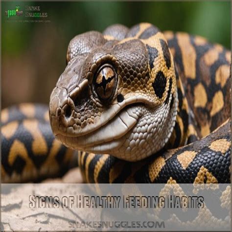 Boa Constrictor Feeding Schedule: How Often and What to Feed