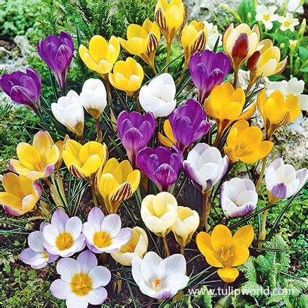 Crocus Bulbs | Buy Crocus Bulbs | Fall Planted Bulbs