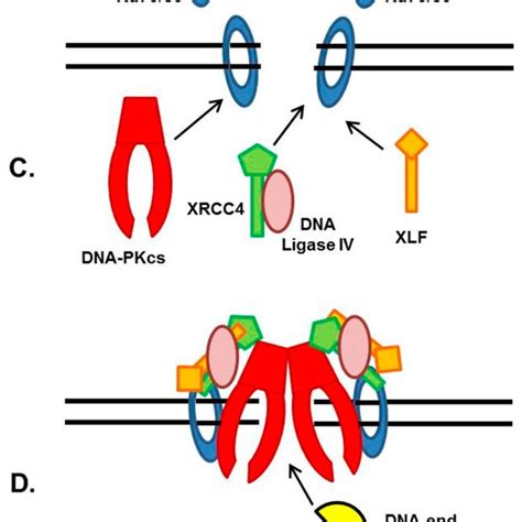 General Nhej Mechanism A And B A Dna Double Strand Break Dsb Is