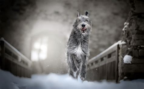 Irish Wolfhound Wallpapers