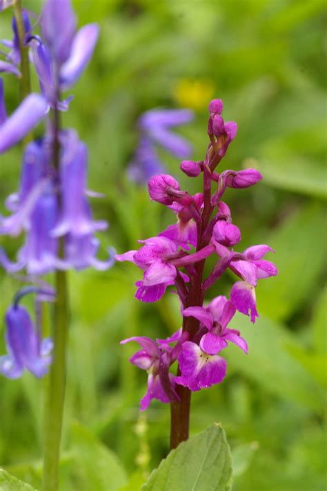 Orchis Mascula Early Purple Orchid IMGP8770 Orchis Mascu Flickr