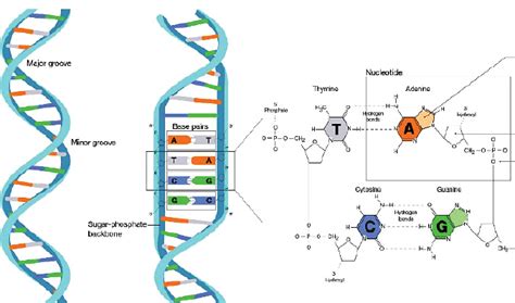 Paternity Fraud Shocking Revelations As More Couples Embrace Dna