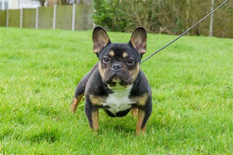 French Bulldog Rottweiler Mix