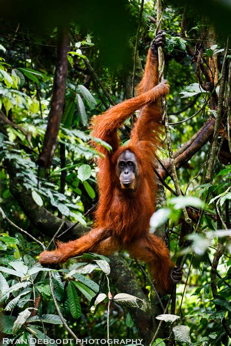 Gunung Leuser National Park Sumatra Ryan Deboodt Photography