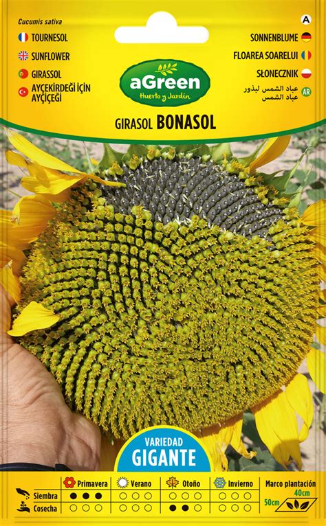 Girasol Bonasol Agreen Huerto Y Jard N