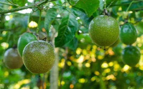 How To Grow Passion Fruits Farmkenya Initiative