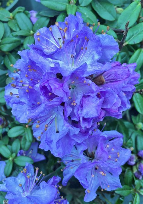 Rhododendron Crater Lake Rhododendrons Hybrids Species