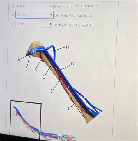 Solved Identify The Blue Vessel Labeled F Identify The Chegg