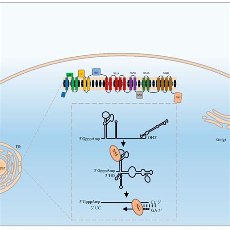 Schema Of Flavivirus Genome Replication Flavivirus Replication Occurs