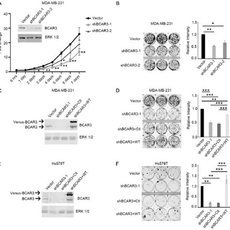 BCAR3 Promotes TNBC Cell Proliferation A CyQUANT NF Cell