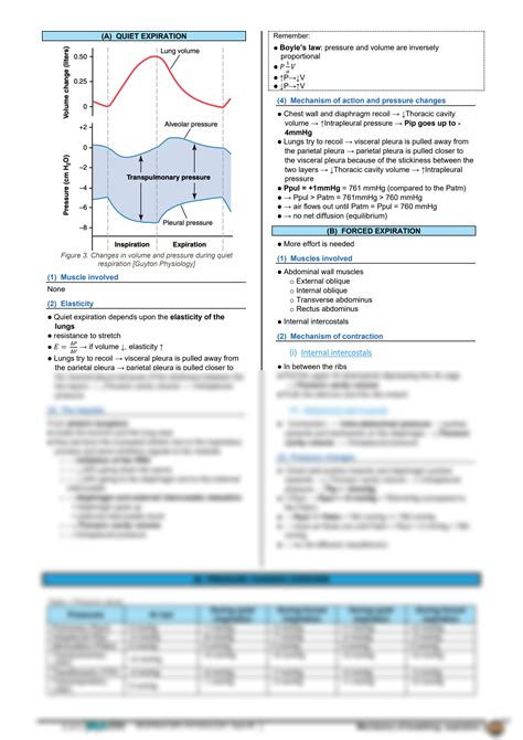 Solution Respiratory Physiology Mechanics Of Breathing Expiration