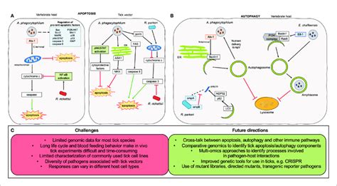 Overview Of Apoptosis And Autophagy Research On Tick Borne Obligate