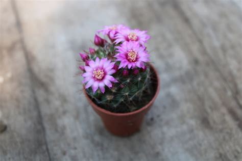 Mammillaria Ernestii La Boutique Del Verde