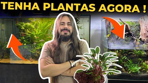 MOTIVOS PRA VOCÊ TER PLANTAS NO AQUÁRIO Mr Betta YouTube