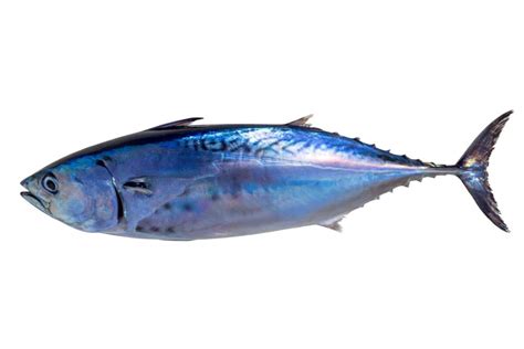 False Albacore: Species Information, Pictures & Facts