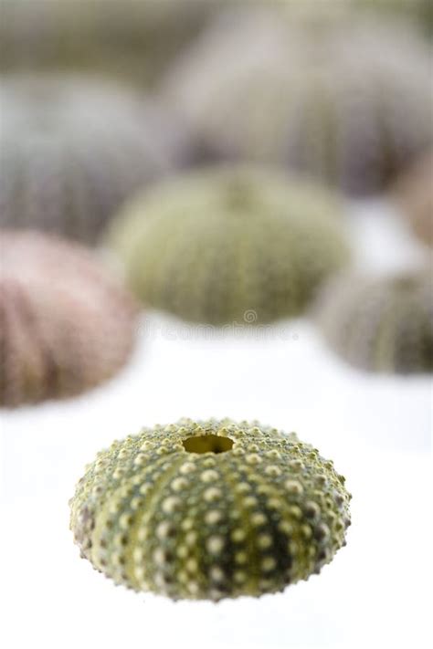 Isolated Sea Urchin with Visible Teeth, Close Up Stock Image - Image of ...