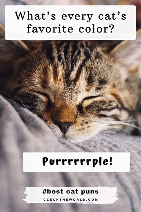 205 Best Cat Puns And Jokes That Are Simply Paw Some