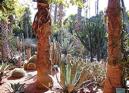 Cactus Plantes Jardin Majorelle Guéliz Marrakech Routard