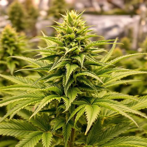Preventing Accidental Flowering During Veg