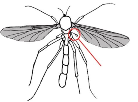 Diptera Flashcards Quizlet