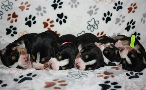 Entlebucher Mountain Puppies Behavior and Characteristics in Different ...