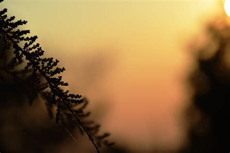 Wallpaper Sunlight Sunset Nature Reflection Sky Clouds Branch Blue Morning Sun