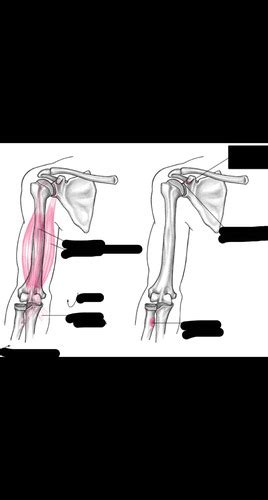 Elbow And Radioulnar Joints Exam Anatomical Kines Flashcards Quizlet