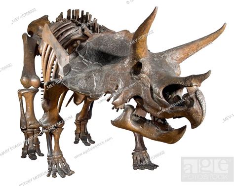 A skeleton of the three horned dinosaur, triceratops which lived during ...