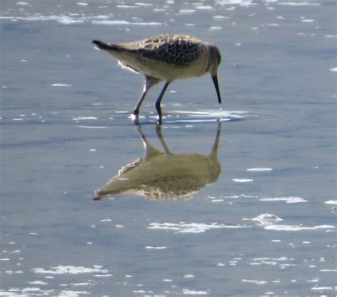 Birding Southeast Alaska Juneau To Whittier Aba Blog