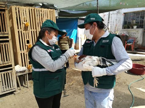 MINAGRI vacunará de forma gratuita a 154 mil aves en Arequipa SENASA