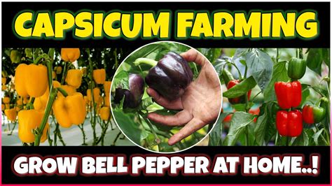 Capsicum Bell Pepper Farming How To Grow Capsicum From Seed At Home Bell Pepper