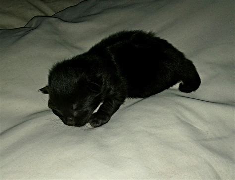 Newborn Kitten (Black) by Lady-Sofia on DeviantArt