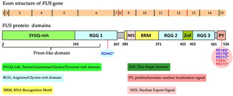 A schematic diagram of exon structure of the FUS gene and domain ...