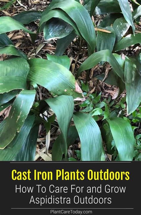 Growing Cast Iron Plants Outdoors How To Care For Outdoor Aspidistras