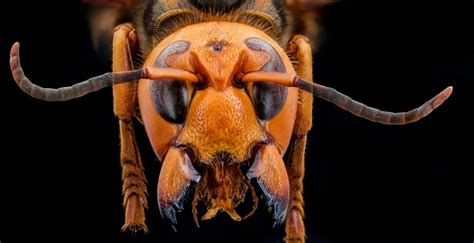 Insect Antennae Iii Ray Cannon S Nature Notes