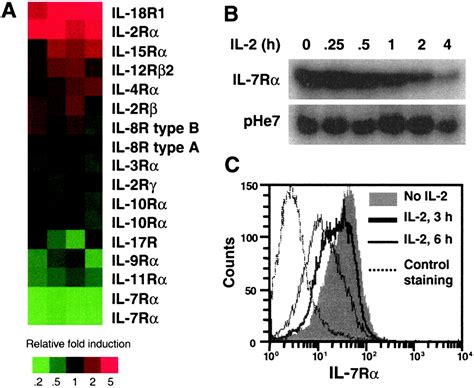 Il 2 Negatively Regulates Il 7 Receptor α Chain Expression In Activated T Lymphocytes Pnas