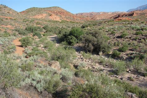 Red Cliffs Desert Reserve » desert-plant-life