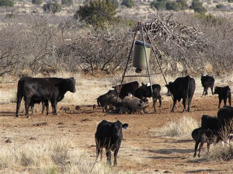 Outdoors Nm Wild Hogs Invade New Mexico And Threaten To Wreak Havoc